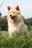 CHIEN FINNOIS DE LAPONIE 673